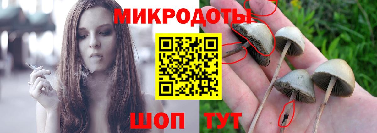 Псилоцибиновые грибы Psilocybe Сланцы